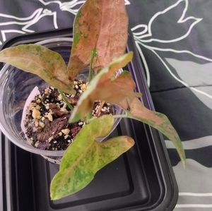 Syngonium Pink Flecked (9oz. pot)